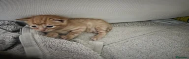 Mixed Breed Kitten 2