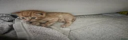 Mixed Breed cats for sale: Kittens ready end of June - Advert 8