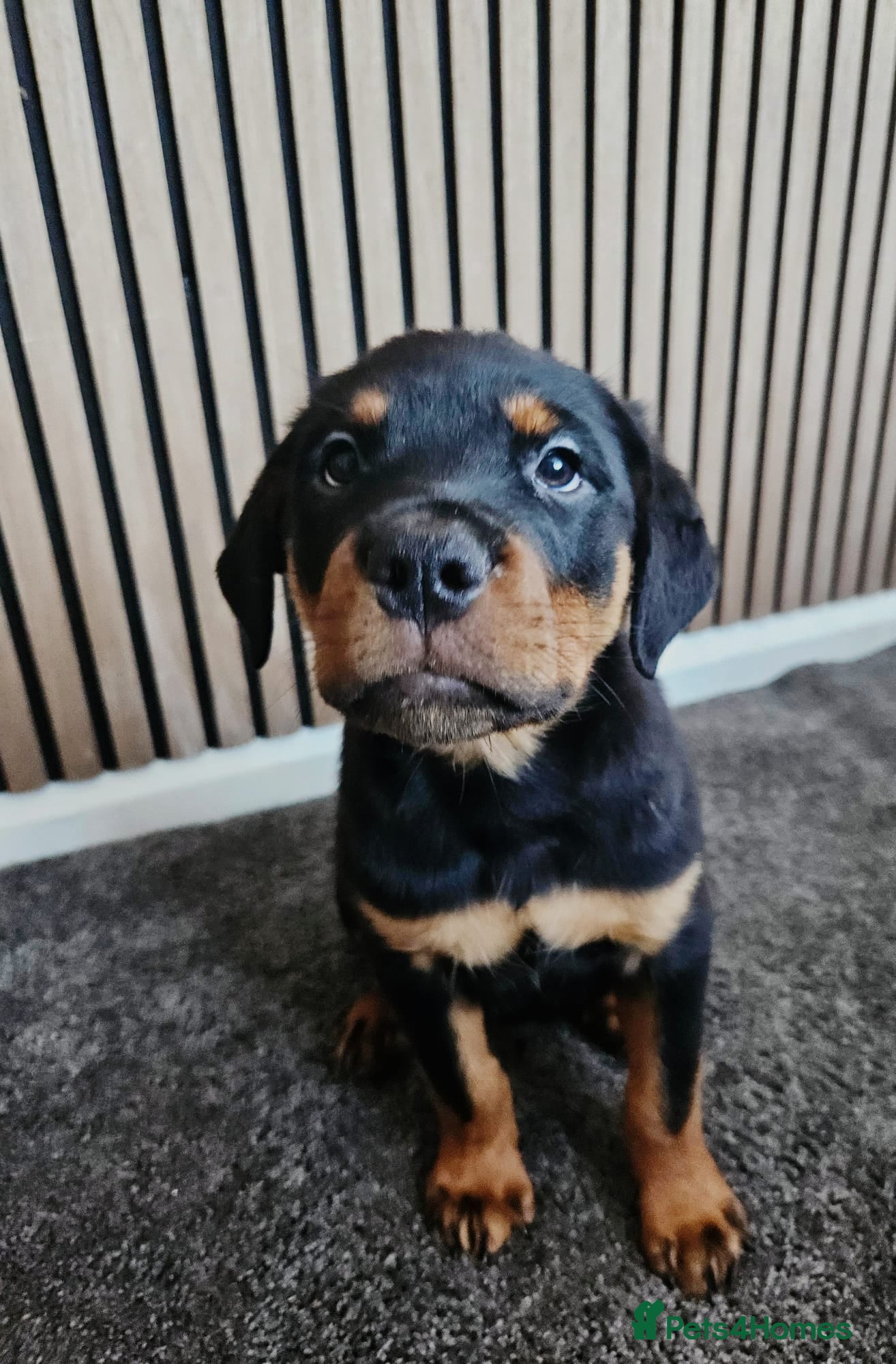 Rottweiler dogs Exceptional Rottweiler Pups- READY TO GO. - Advert 2