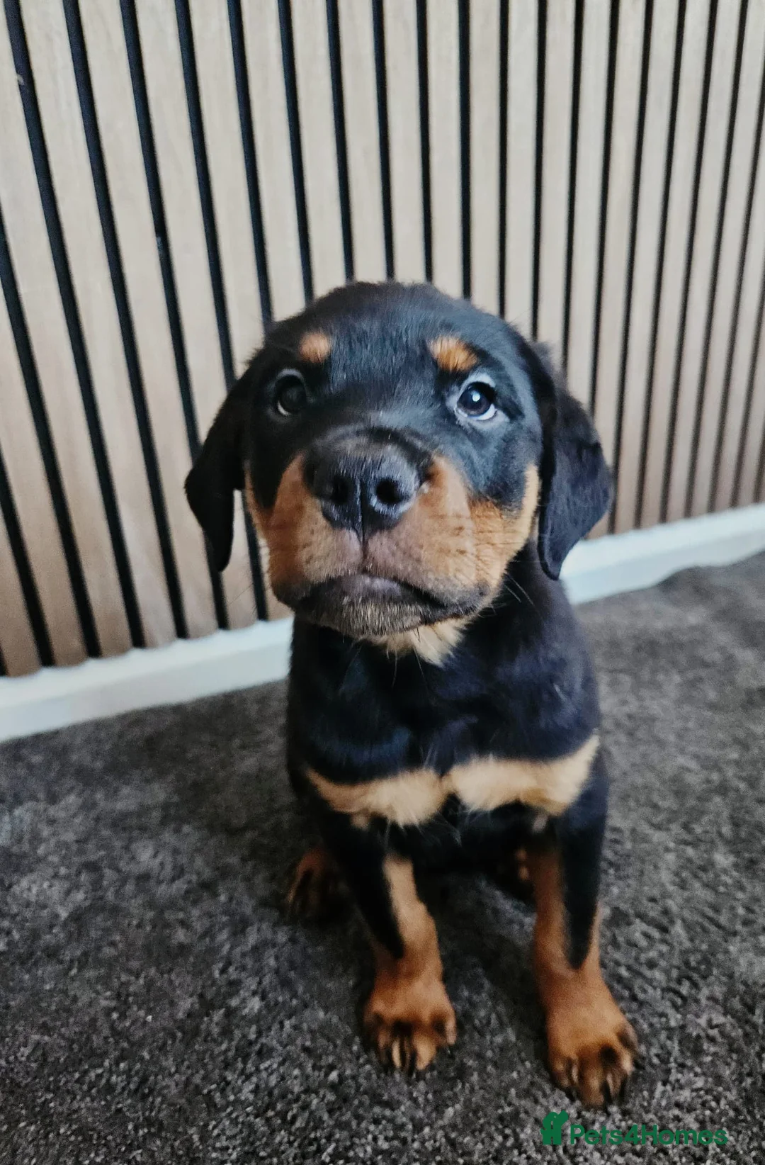 Rottweiler dogs for sale: Exceptional Rottweiler Pups- ONE GIRL LEFT. - Advert 1
