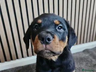Rottweiler dogs Exceptional Rottweiler Pups- READY TO GO. - Advert 2