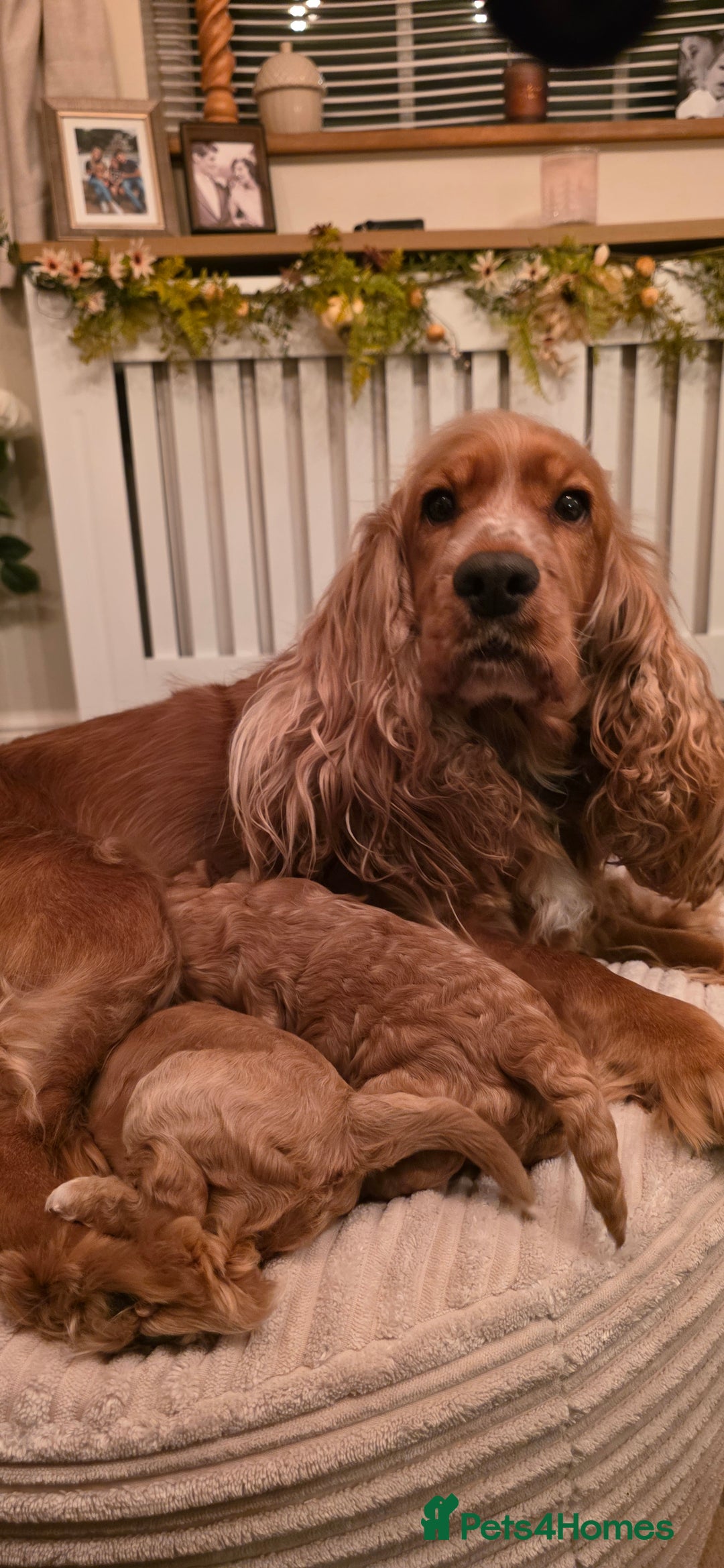 Cockapoo dogs for sale: Gorgous F1 Cockerpoo's Puppies - Advert 6