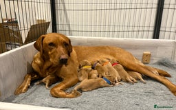 Labrador Retriever dogs for sale: Fox Red Lab Pups 🐶🩵 - Image 4