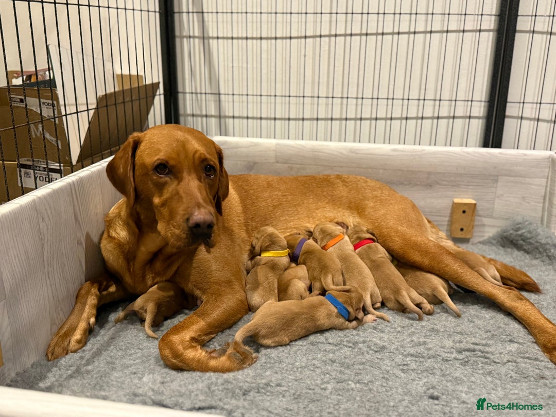 Labrador Retriever dogs for sale: Fox Red Lab Pups 🐶🩵 - Image 4