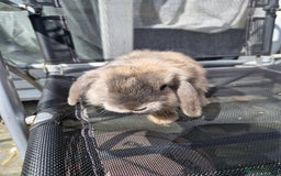 English Lop rabbits for sale: Happy and healthy little beauties - Image 5
