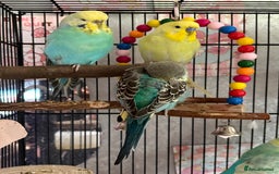 Budgerigars birds for sale: Flock of 5 Budgies (3 Handtamed) - Image 4