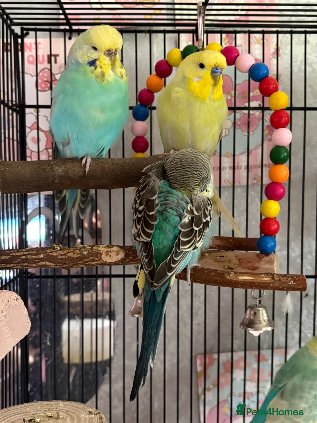 Budgerigars birds for sale: Flock of 5 Budgies (3 Handtamed) - Image 4