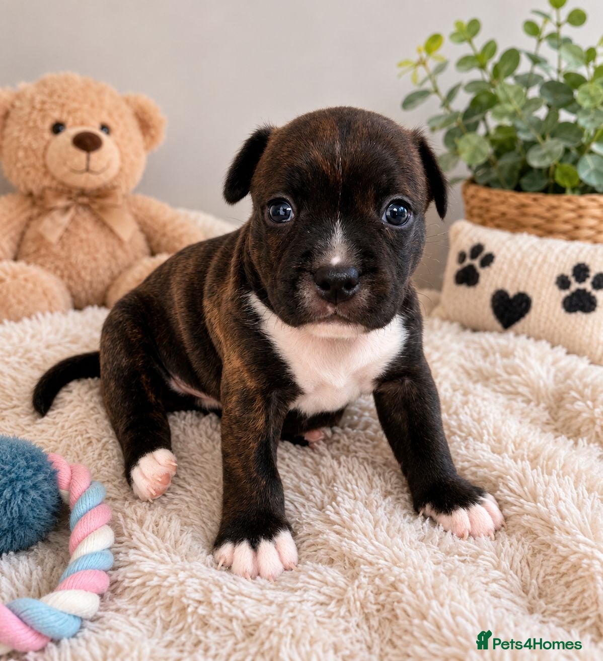 Staffordshire Bull Terrier dogs Kc reg black brindle staffys  - Advert 3