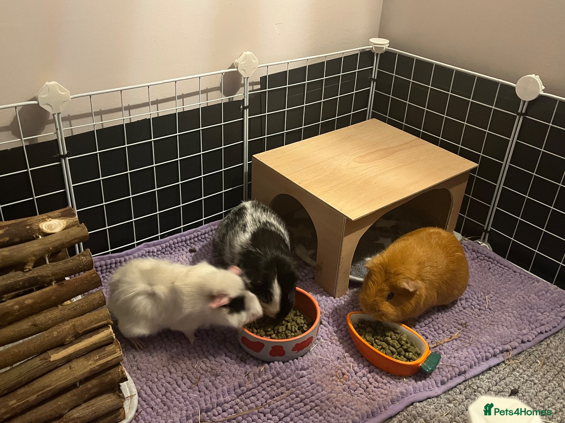 Guinea Pig rodents 💕 Guinea Pigs Looking for Loving Forever Homes 💕 - Advert 1