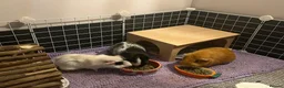 Guinea Pig rodents for sale: 💕 Guinea Pigs Looking for Loving Forever Homes 💕 in Croydon - Advert 1