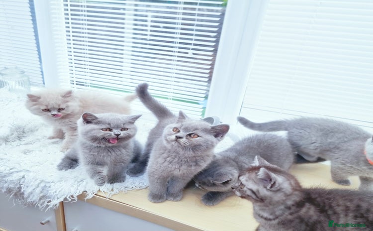 British Shorthair cats - Advert 8