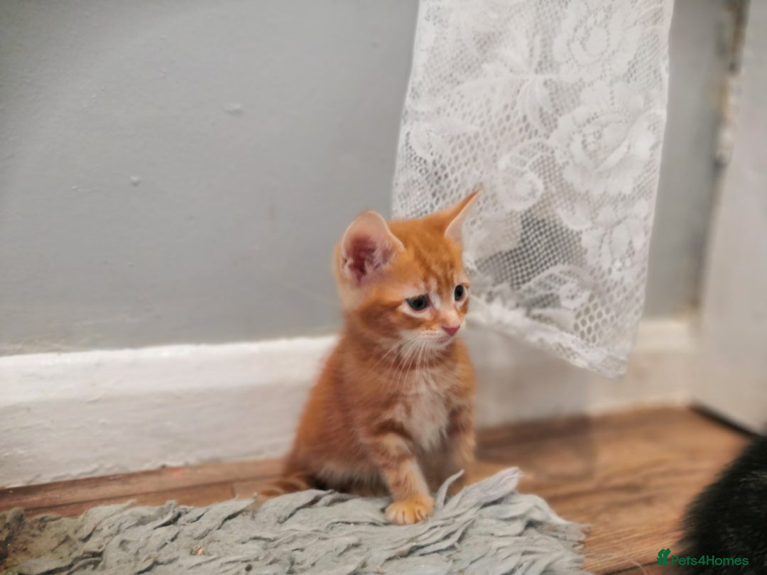 Mixed Breed cats for sale: Beautiful Male kittens VIDEOS - Image 5
