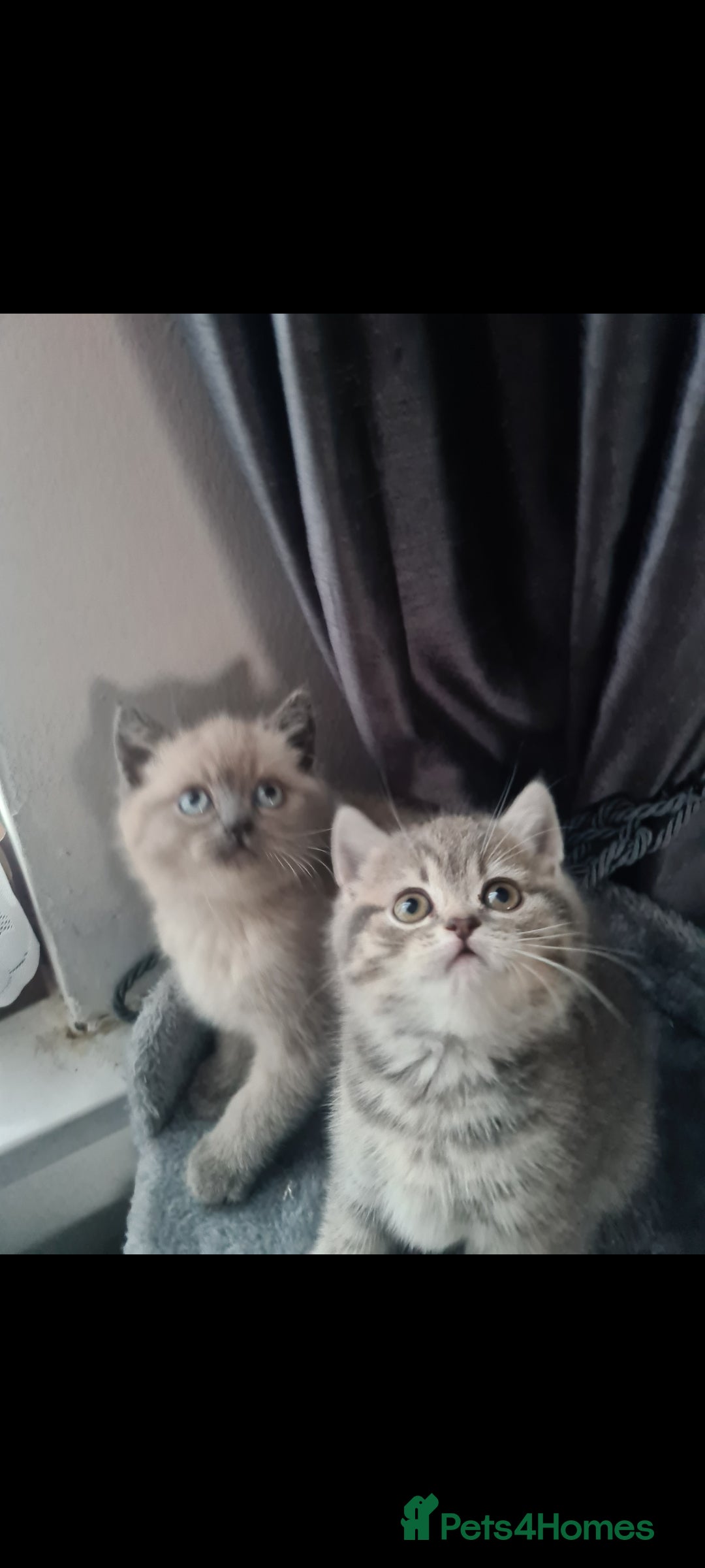 British Shorthair cats for sale: Beautiful kittens. - Advert 2