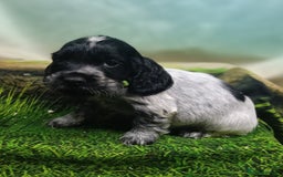 Cocker Spaniel dogs for sale: Show Type blue/Tri/chocolate Roan Cocker Spaniels  - Image 8