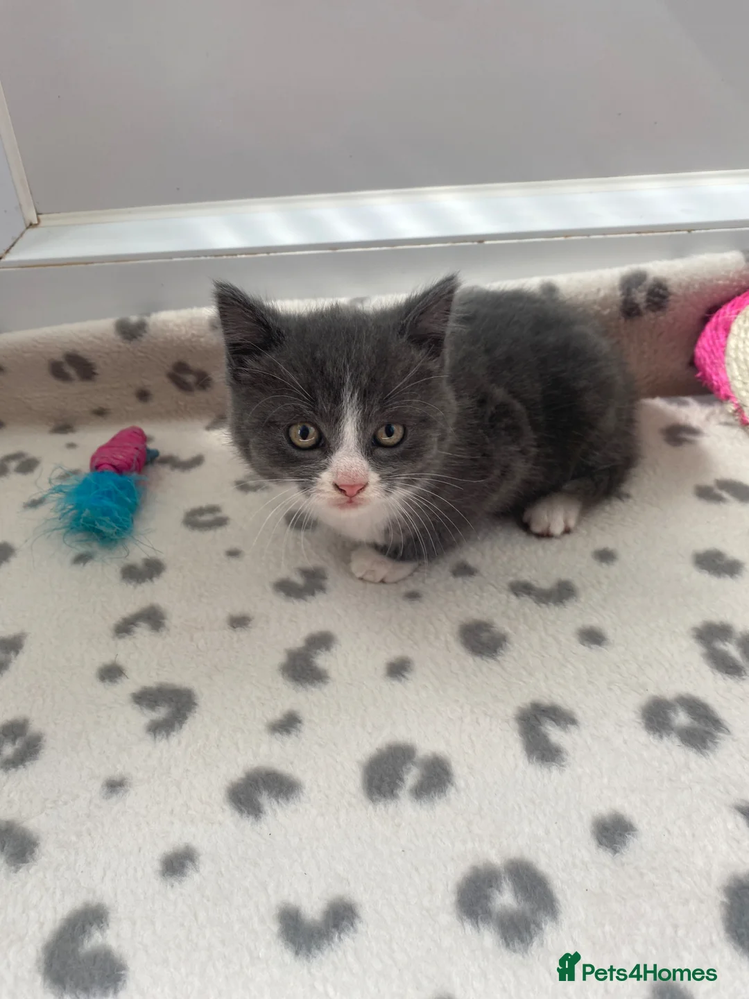 Mixed Breed cats for sale: Beautiful kittens  - Advert 2