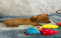 Miniature Dachshund dogs for sale: Miniature dachshund puppies  - Image 17