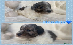Mixed Breed dogs for sale: Beautiful Mega Coat Parti Merle Schnoodles - Image 8