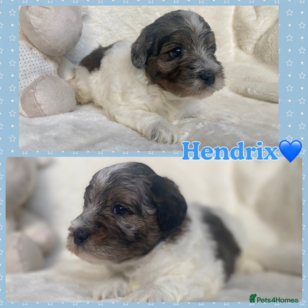 Mixed Breed dogs for sale: Beautiful Mega Coat Parti Merle Schnoodles - Image 8
