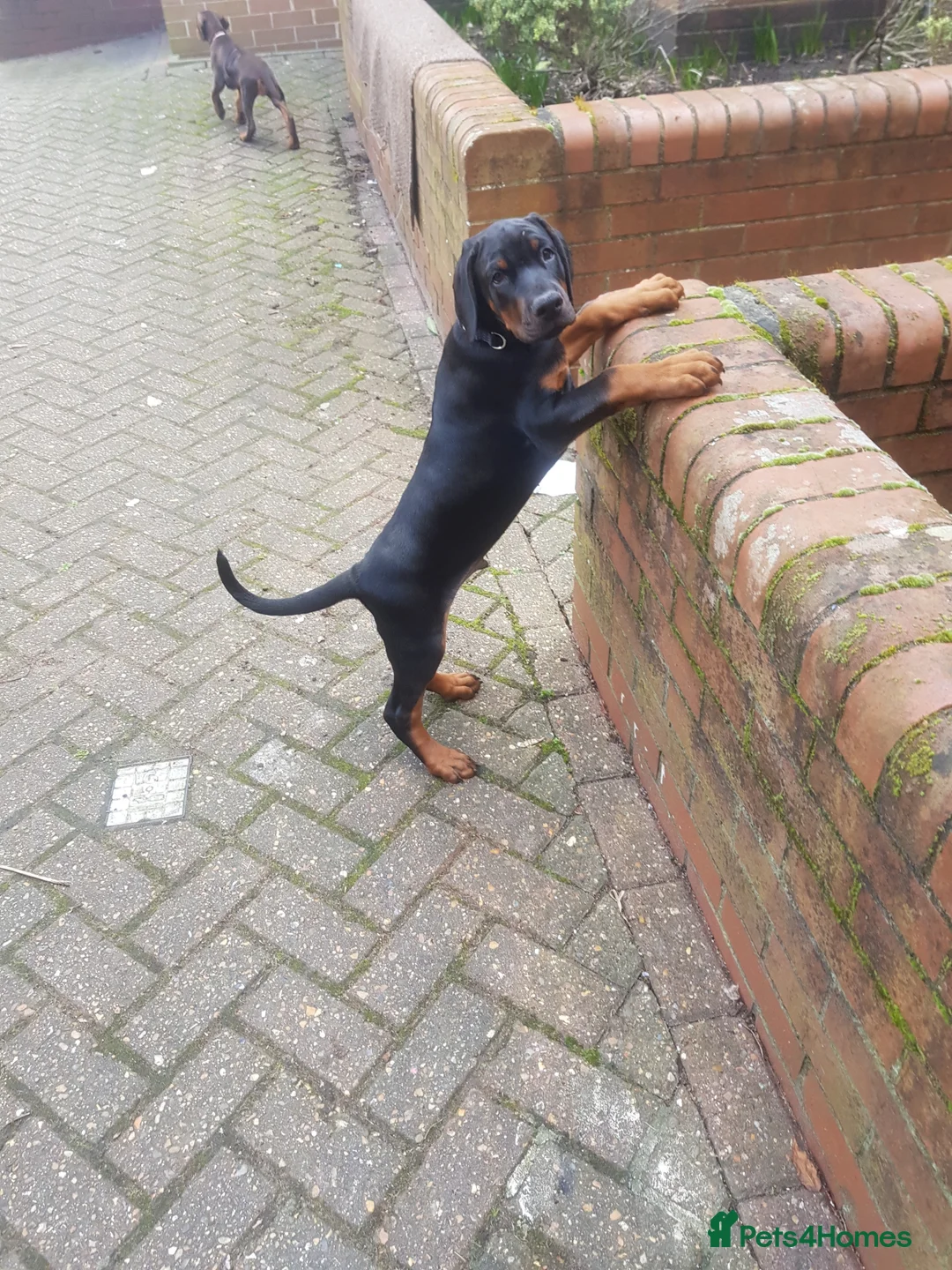 Dobermann dogs for stud: Proven Euro Doberman Stud in London - Advert 14