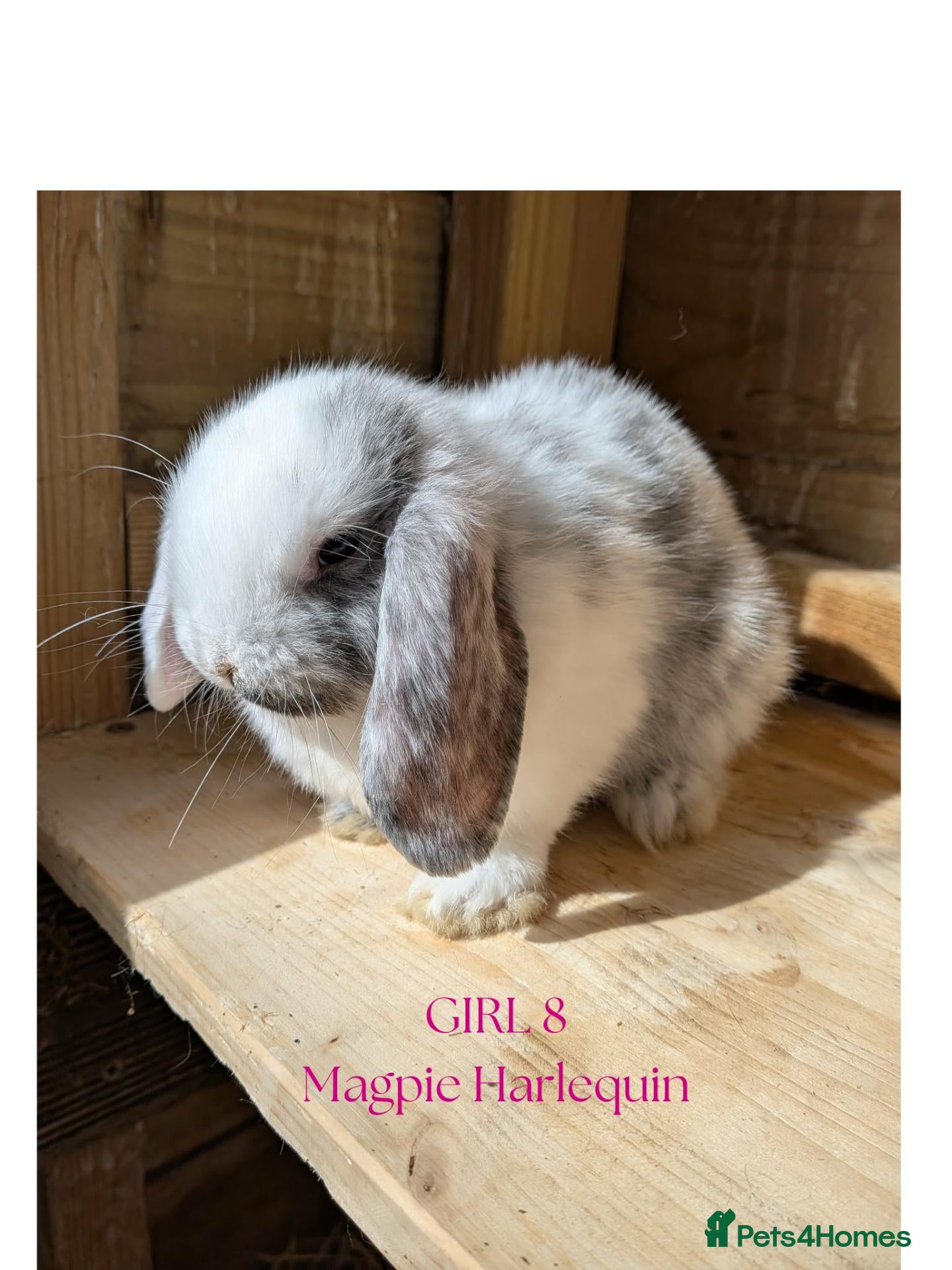 Mini Lop rabbits Gorgeous Harlequin Mini-Lops - Advert 1