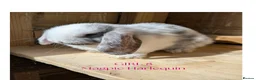 Mini Lop rabbits for sale: Gorgeous Harlequin Mini-Lops in Newport - Advert 1