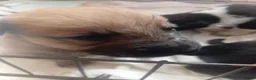 Mixed Breed dogs for sale: Malinios x collie - Advert 16