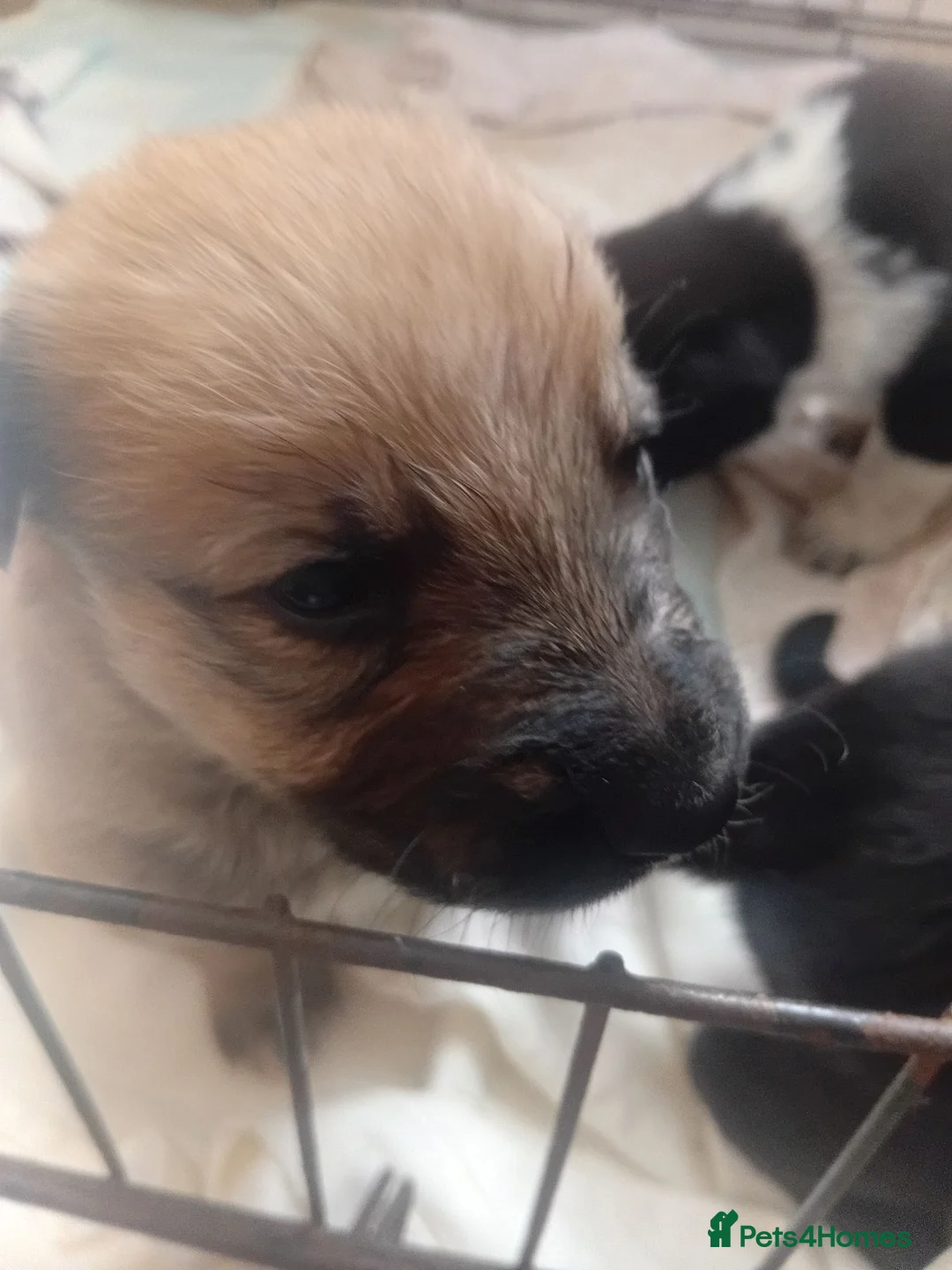 Mixed Breed dogs for sale: Malinios x collie - Advert 16
