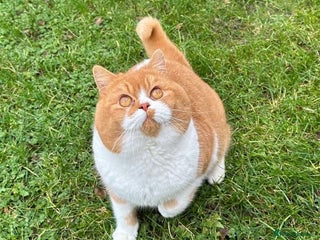 British Shorthair cats - Advert 2