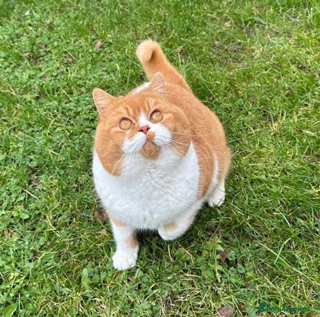 British Shorthair cats Red & White British Shorthair Male - Advert 7