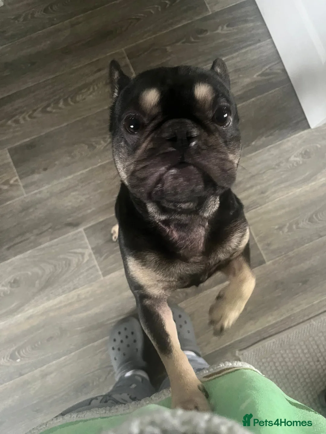French Bulldog dogs for sale: Rex the frenchie in Nottingham - Advert 1