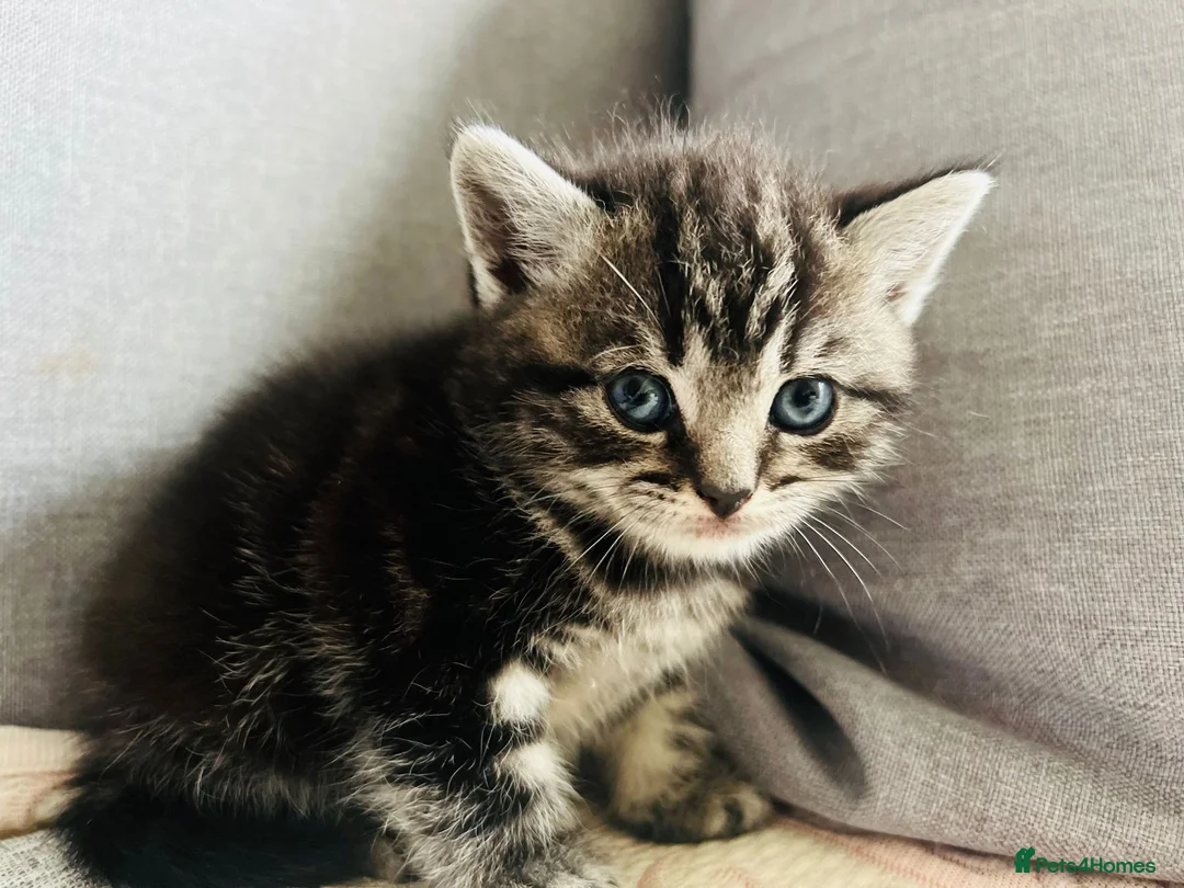 British Shorthair cats for stud: GCCF Registered Full pedigree Ready To Stud in London - Advert 18
