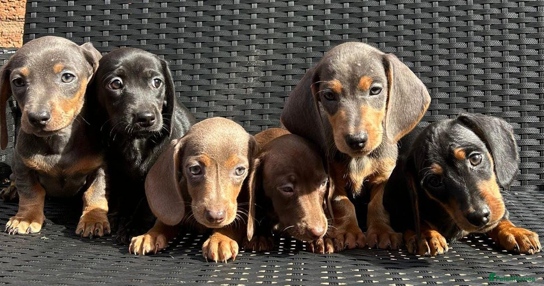Miniature Dachshund dogs for sale: READY NOW MINI DAXIS KC REG PRA CLR - Image 5