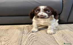 Cocker Spaniel dogs for sale: Cocker Spaniel Puppies Ready Now - Image 13