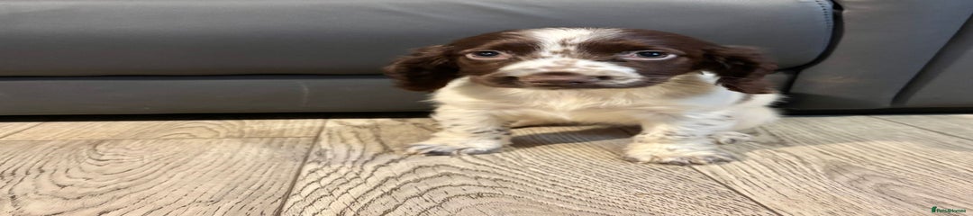 Cocker Spaniel Puppy 8