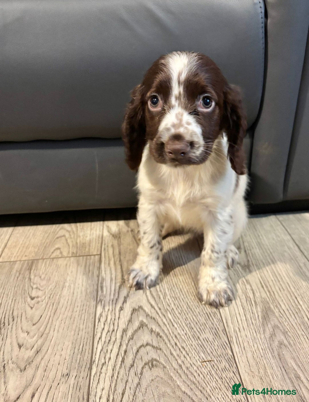 Cocker Spaniel dogs for sale: Cocker Spaniel Puppies Ready Now - Image 13