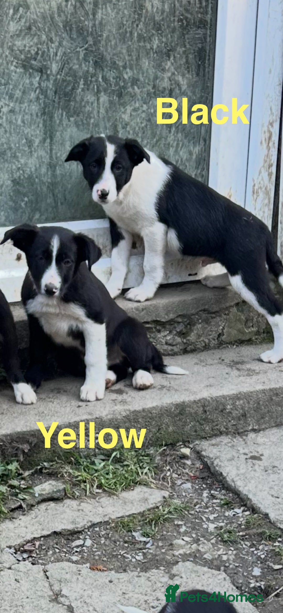Border Collie dogs for sale: Gorgeous Border Collie pups - Image 19