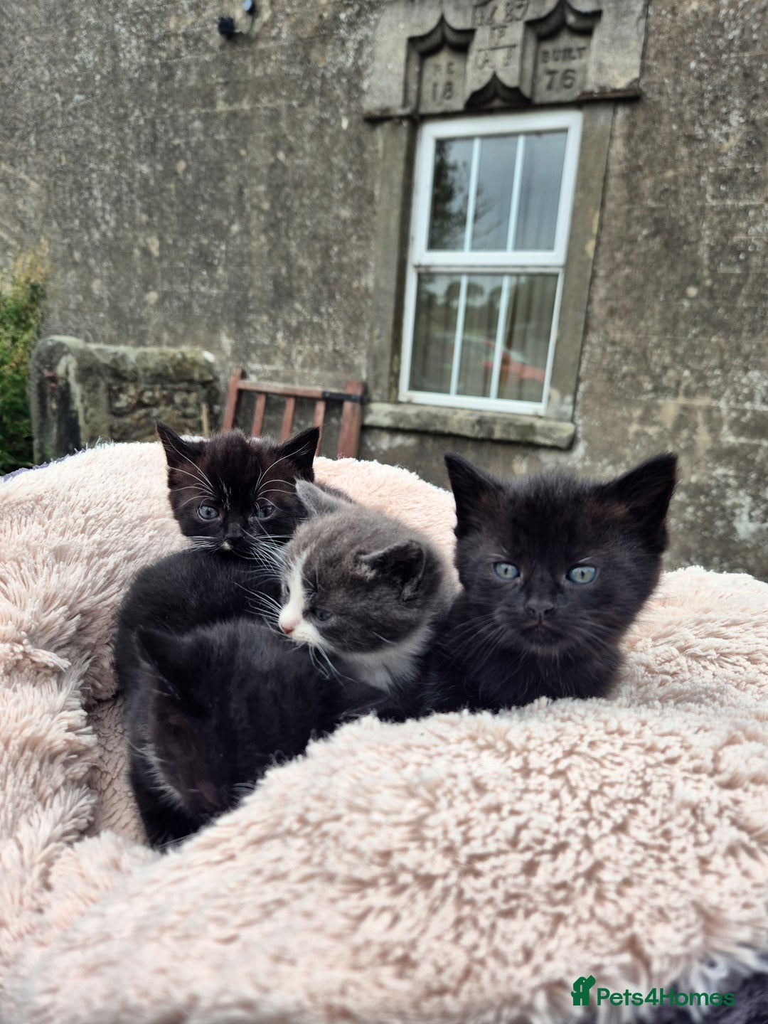 Mixed Breed cats for sale: 2 Beautiful b+w kittens Ready Now ( 2 left) - Image 5