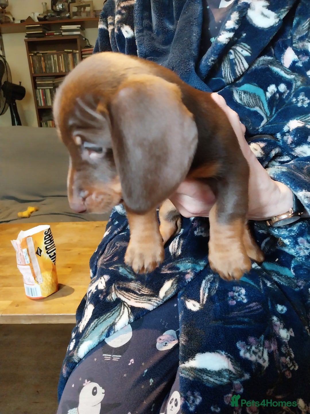 Dachshund dogs for sale: 5 Beautiful Dachshund puppies for sale  - Image 4