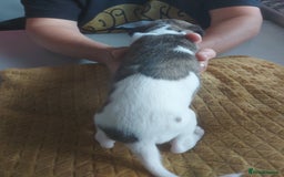 Whippet dogs for sale: Whippet Puppies - Image 17