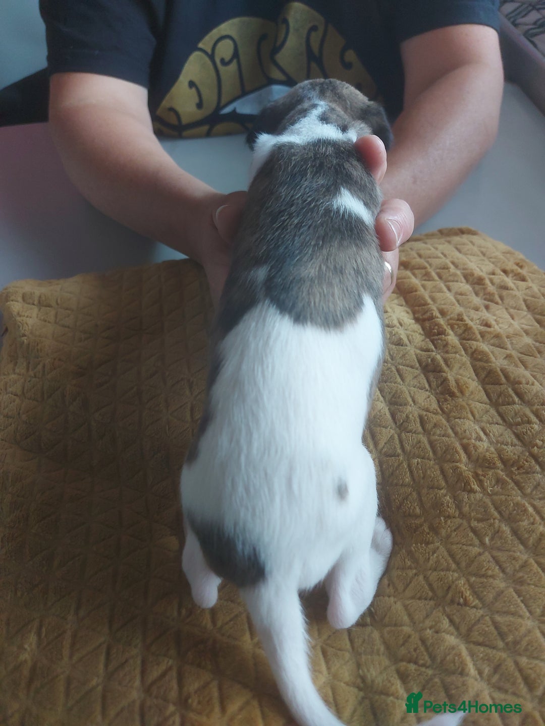 Whippet dogs for sale: Whippet Puppies - Image 17
