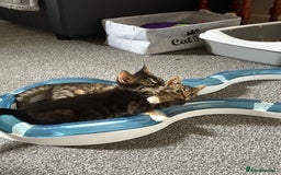 Mixed Breed cats for sale: two bonded kittens for sale £250 for both cats  - Image 1