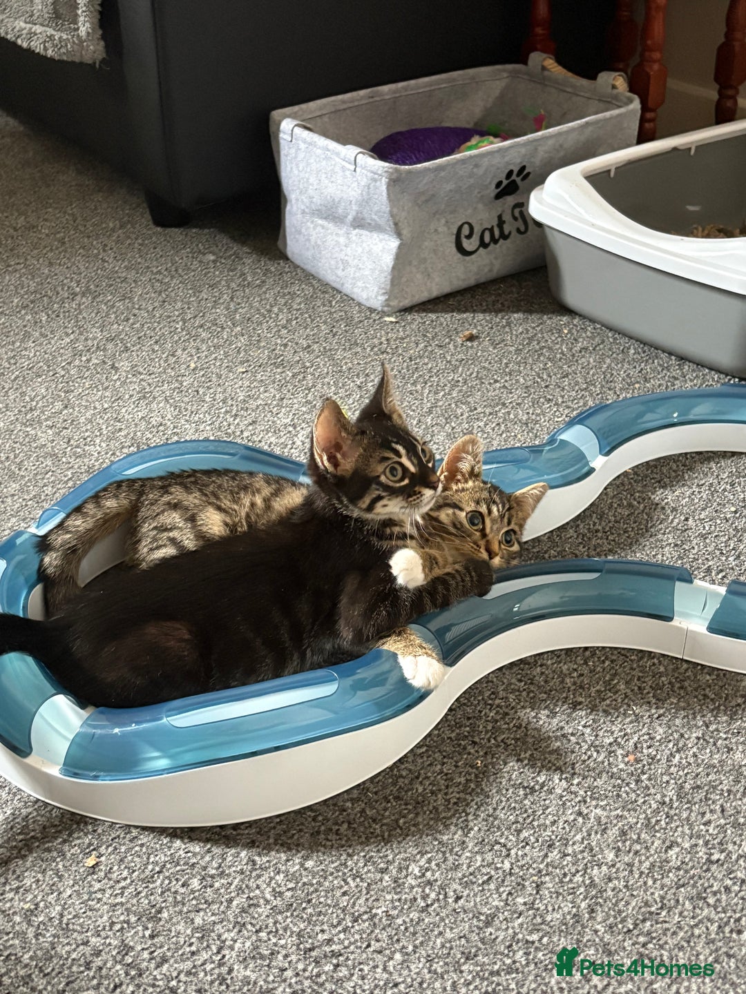 Mixed Breed cats for sale: two bonded kittens for sale £250 for both cats  - Image 1