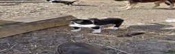 Border Collie dogs for sale: 3 gorgeous puppies looking for there forever home - Advert 7