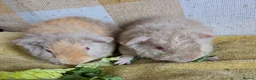 Guinea Pig rodents for sale: 2 beautiful baby teddie boars ready to reserve - Advert 2