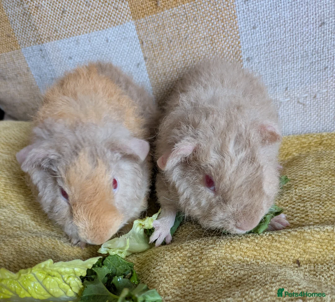 Guinea Pig rodents for sale: 2 beautiful baby teddie boars ready to reserve - Advert 2