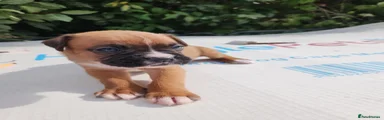 Boxer 9