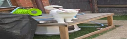 British Shorthair cats for stud: 🤍 PROVEN White British Shorthair Stud Service 🤍 - Advert 13