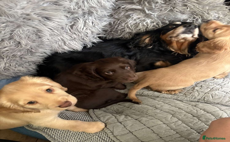 Cocker Spaniel dogs - Advert 3