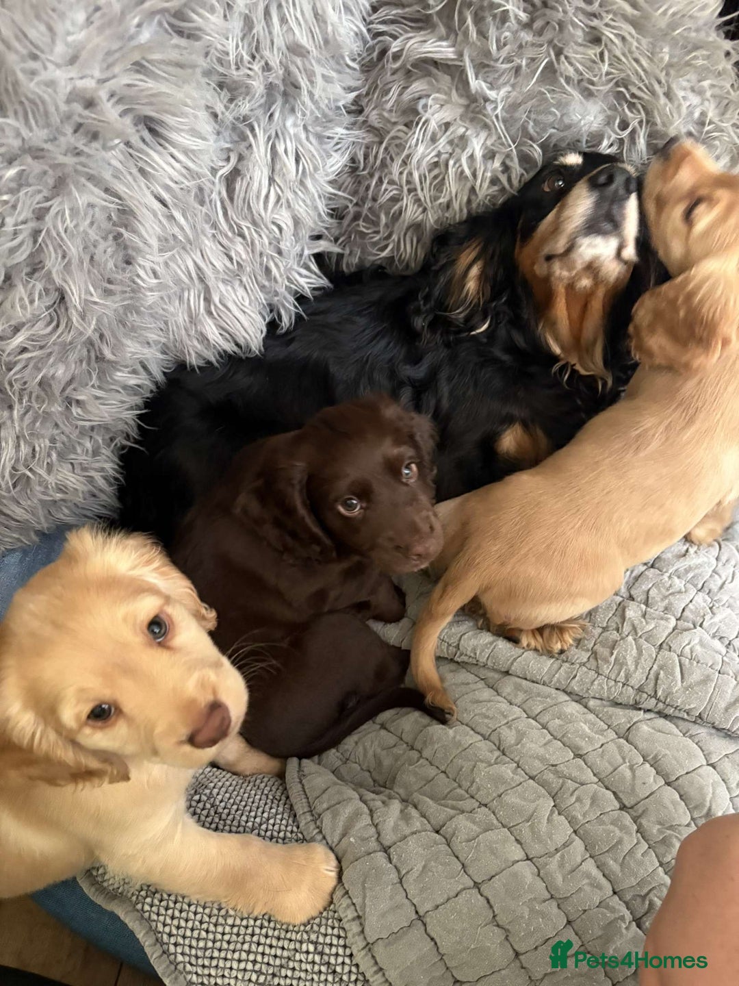 Cocker Spaniel dogs for sale: Cocker spaniel - Image 1