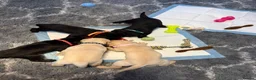 Labrador Retriever dogs for sale: KC REGISTERED LABRADOR PUPPIES ❤️ - Advert 3